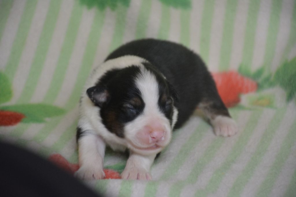 du Domaine D'Eily - Chiots disponibles - Berger Australien