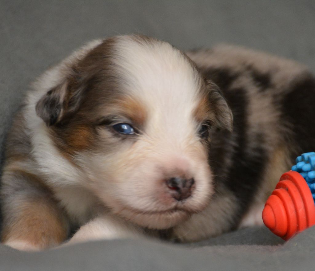 du Domaine D'Eily - Chiots disponibles - Berger Australien