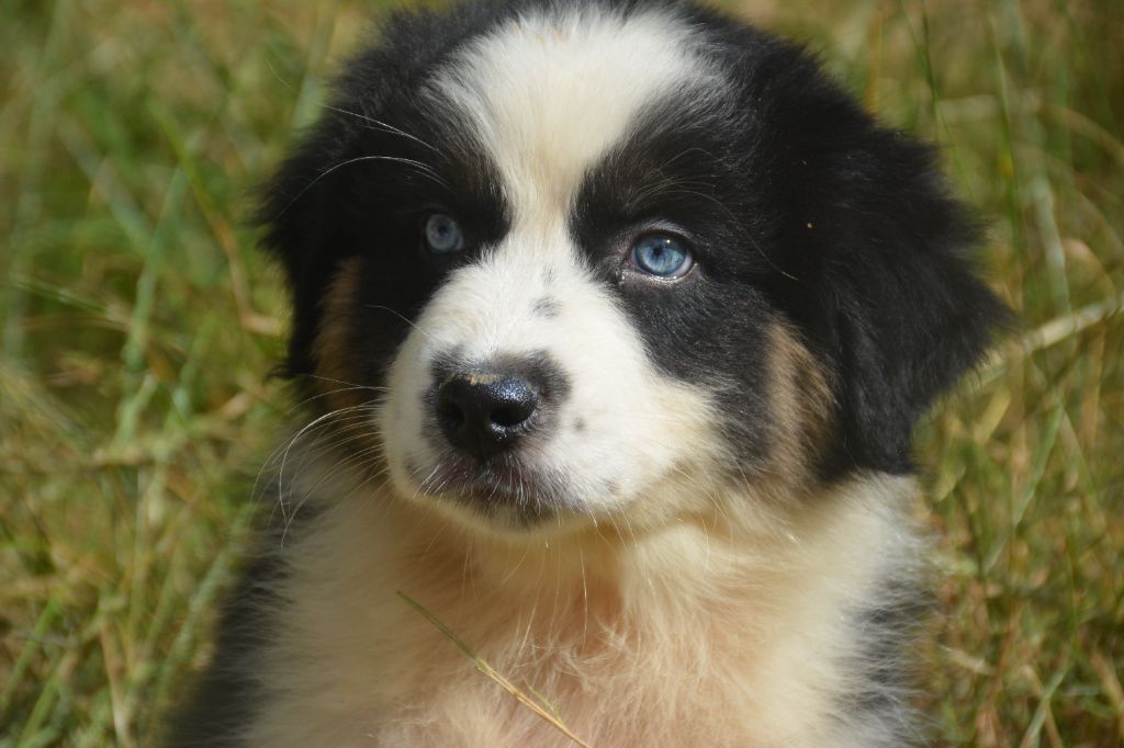 du Domaine D'Eily - Chiots disponibles - Berger Australien