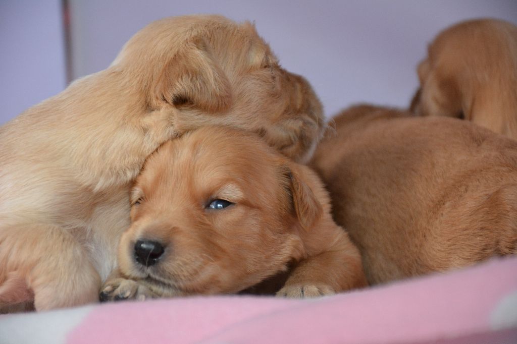 Chiot Golden Retriever du Domaine D'Eily