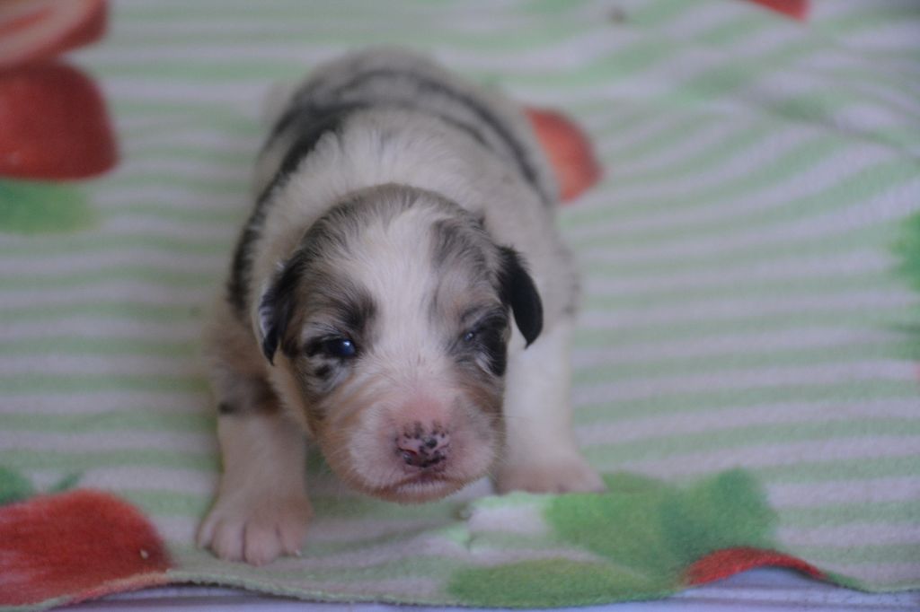 du Domaine D'Eily - Chiots disponibles - Berger Australien