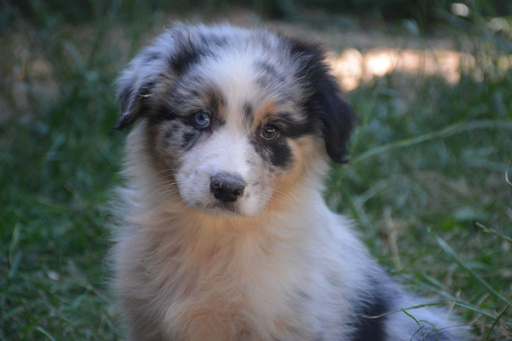 du Domaine D'Eily - Chiots disponibles - Berger Australien