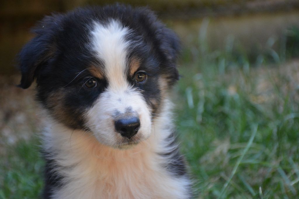 du Domaine D'Eily - Chiots disponibles - Berger Australien
