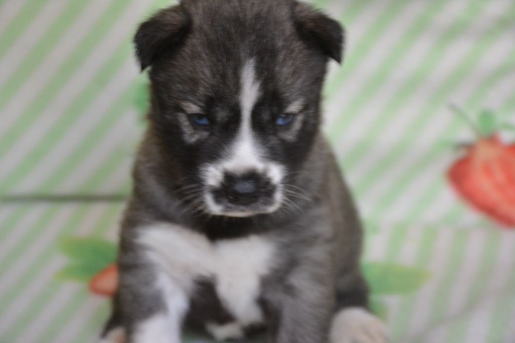 du Domaine D'Eily - Chiots disponibles - Siberian Husky