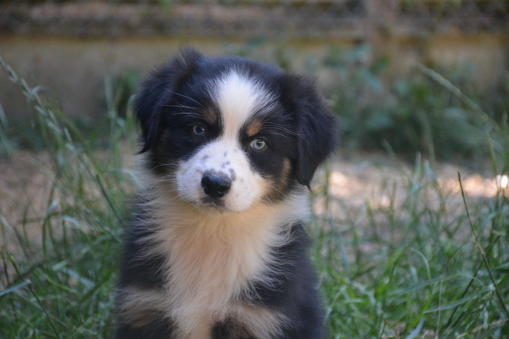 du Domaine D'Eily - Chiots disponibles - Berger Australien