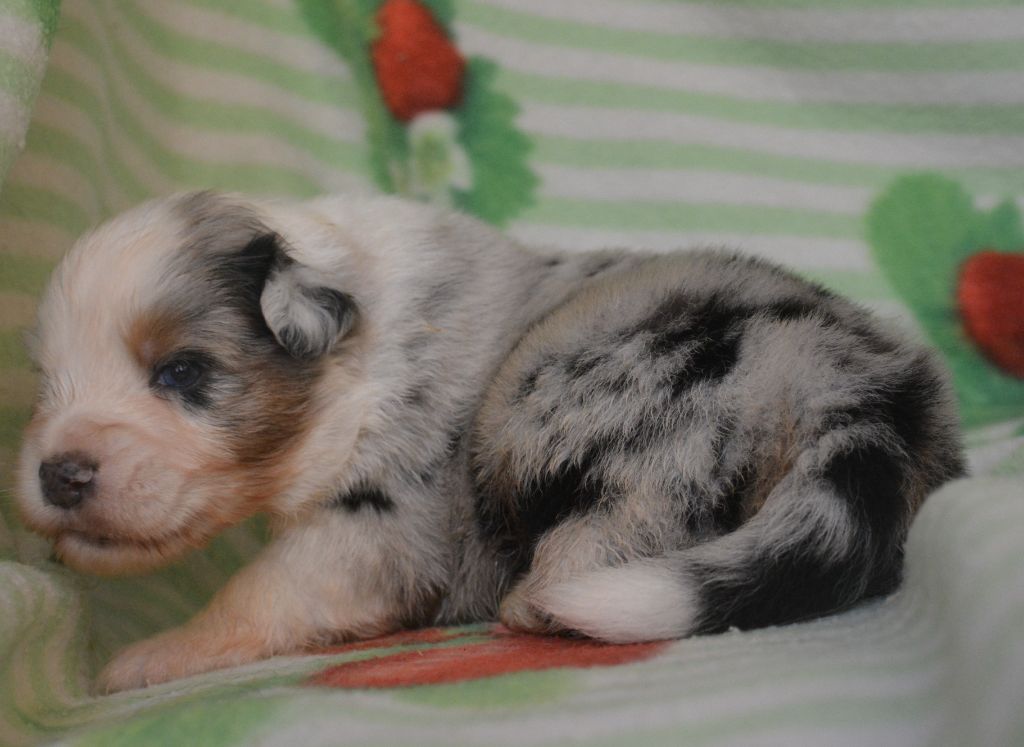 du Domaine D'Eily - Chiots disponibles - Berger Australien