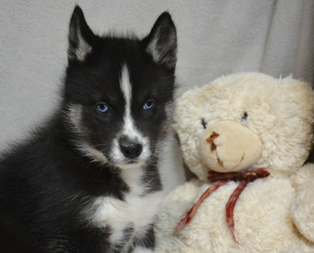 du Domaine D'Eily - Chiots disponibles - Siberian Husky