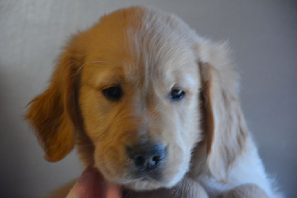 CHIOT