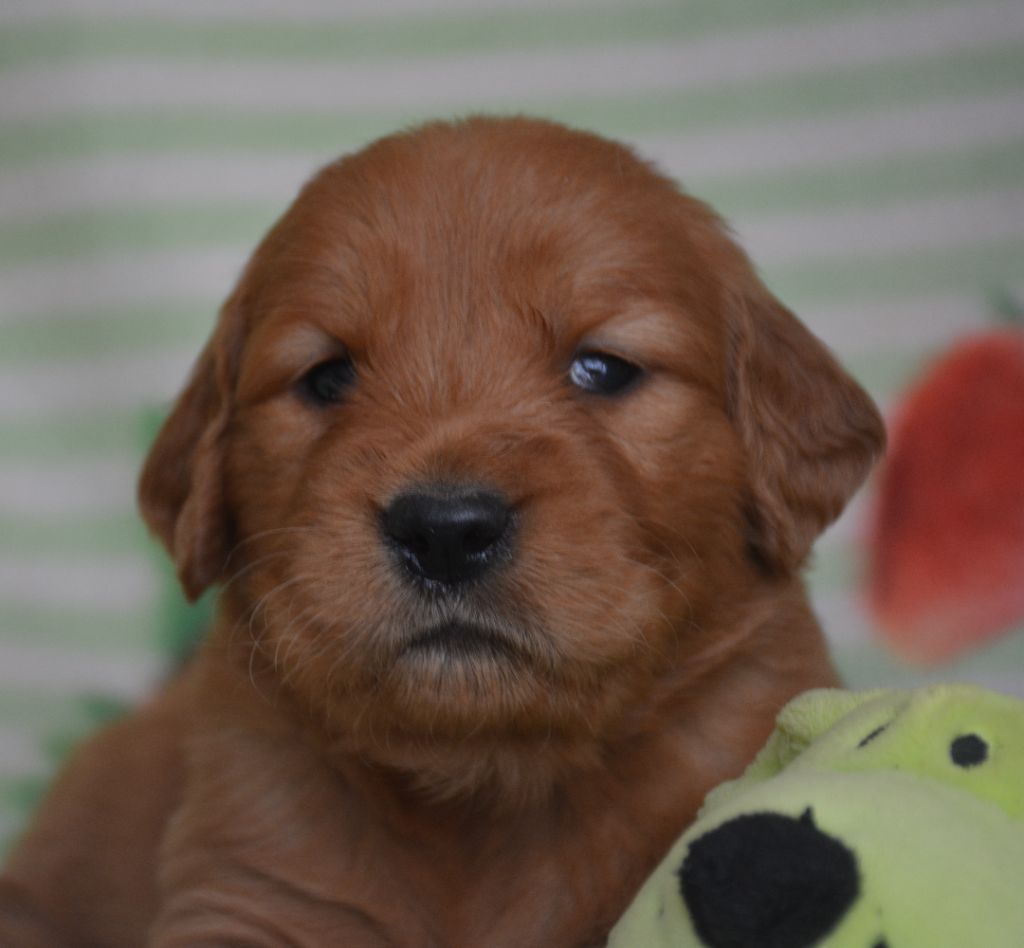 du Domaine D'Eily - Chiots disponibles - Golden Retriever