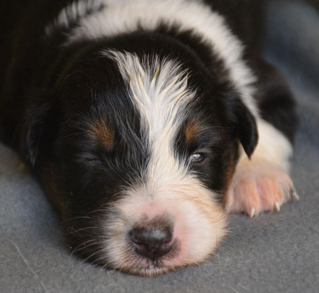 du Domaine D'Eily - Chiots disponibles - Berger Australien