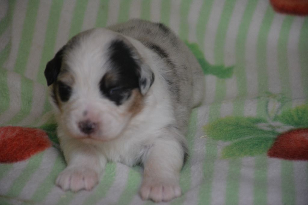 du Domaine D'Eily - Chiots disponibles - Berger Australien