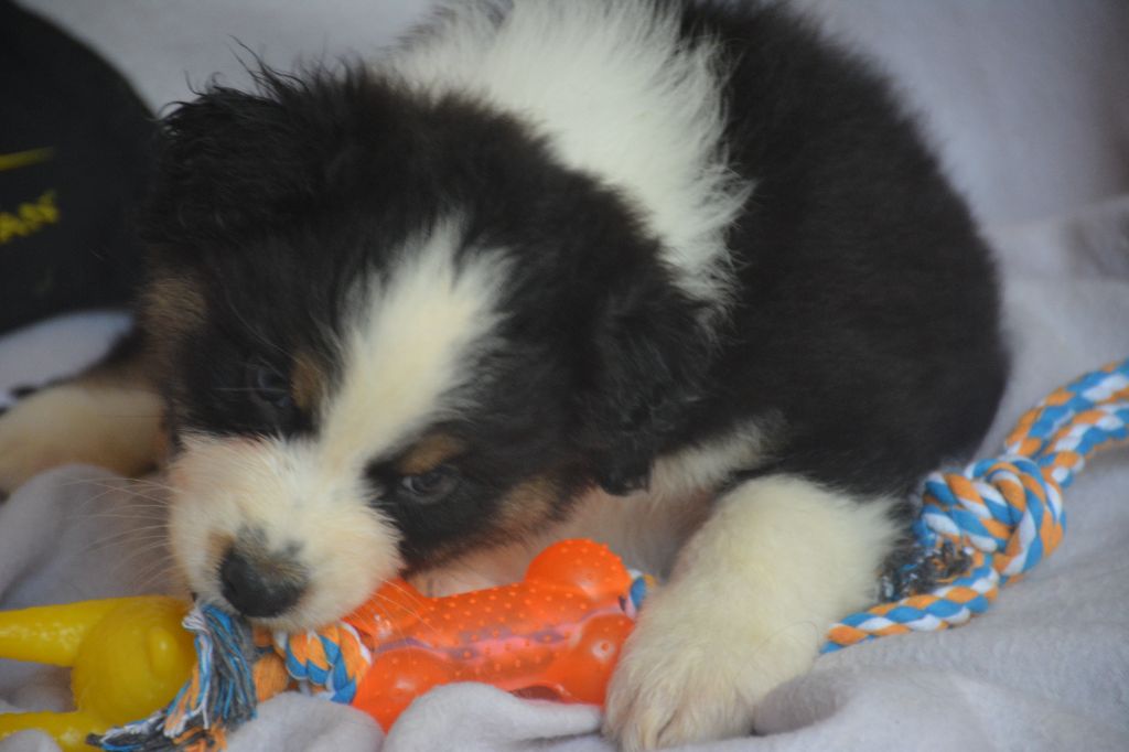 du Domaine D'Eily - Chiots disponibles - Berger Australien