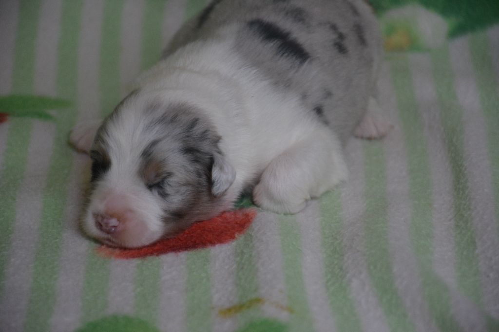 du Domaine D'Eily - Chiots disponibles - Berger Australien