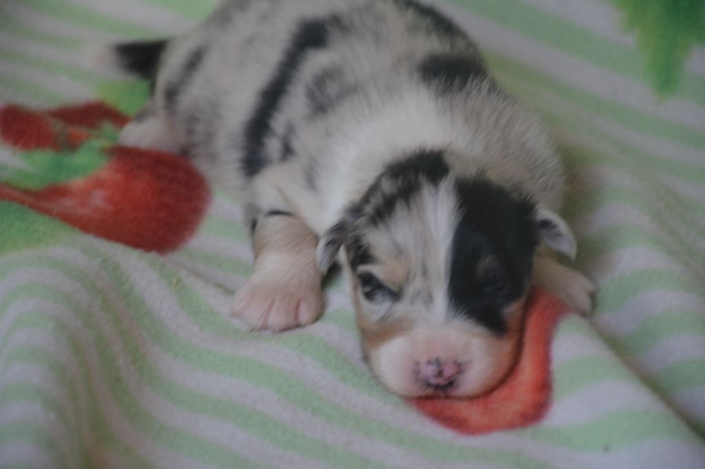 du Domaine D'Eily - Chiots disponibles - Berger Australien