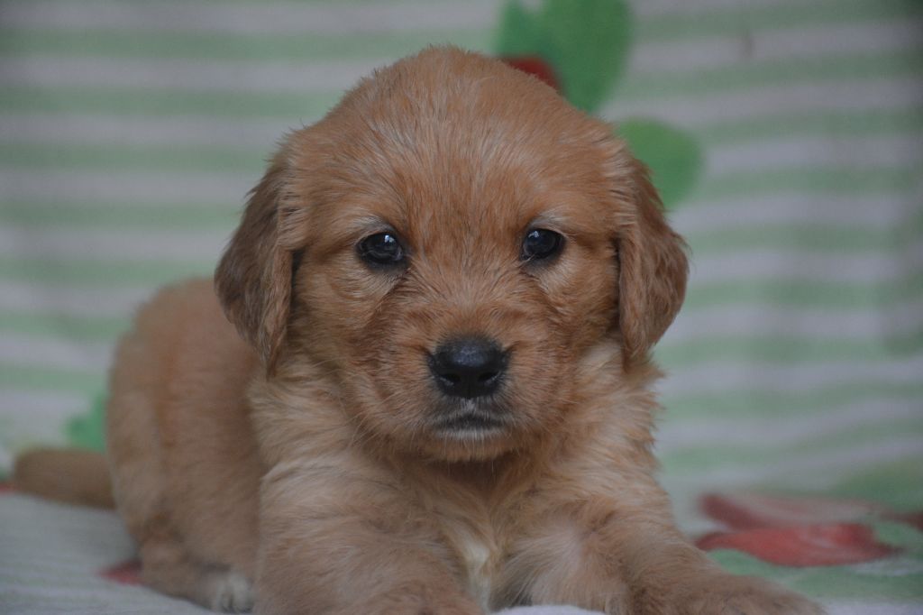 du Domaine D'Eily - Chiots disponibles - Golden Retriever