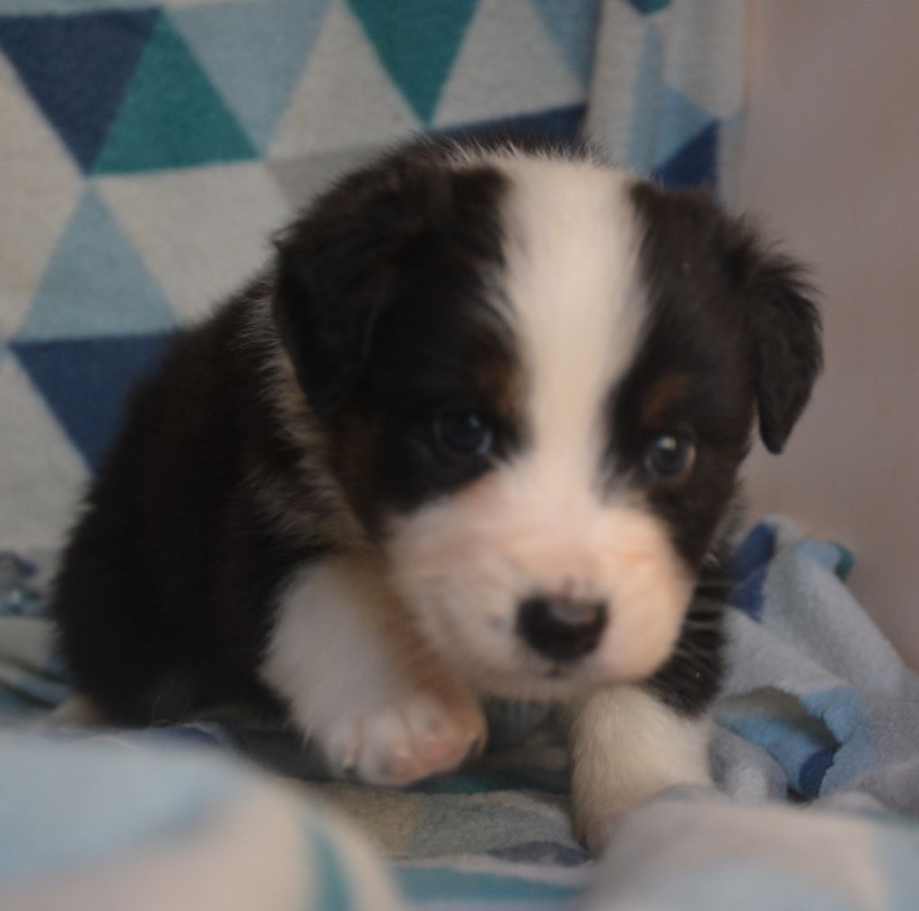 du Domaine D'Eily - Chiots disponibles - Berger Australien