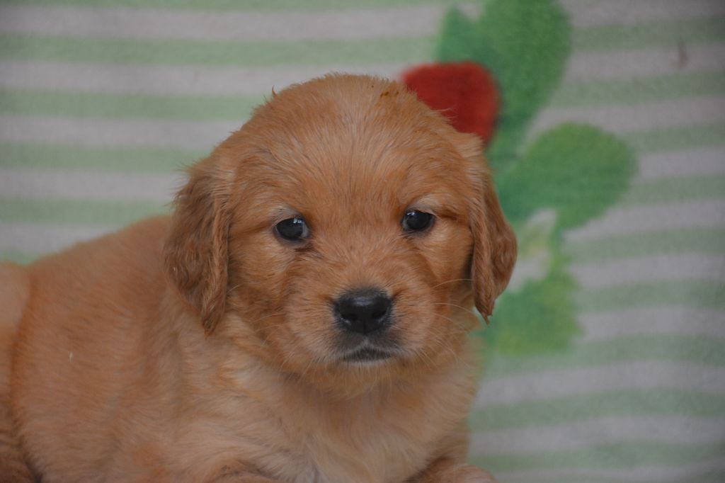 du Domaine D'Eily - Chiots disponibles - Golden Retriever